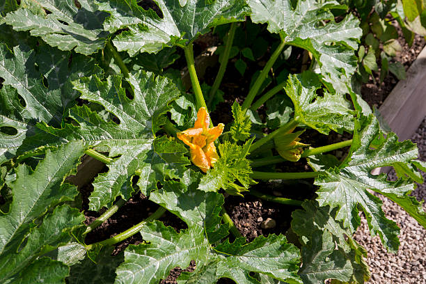 courgette plant - squash flower plant single flower photos et images de collection