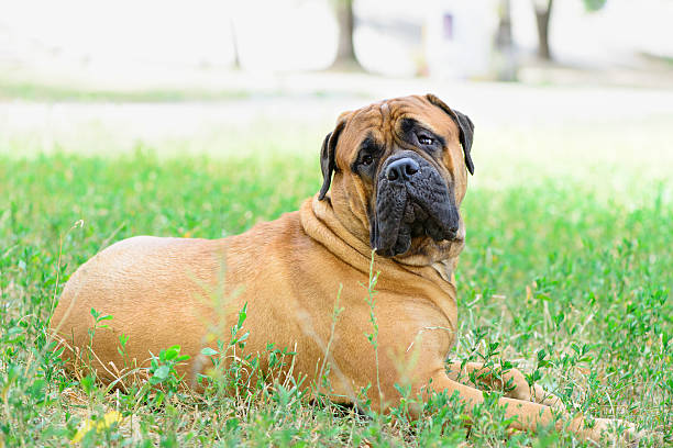 istock pet large red dog bullmastiff 487091630