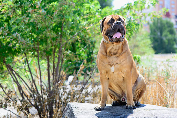 istock pet large red dog bullmastiff 487091656