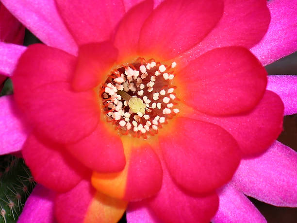 piękne echinocereus kaktus kwiat - single flower flower cactus hedgehog cactus zdjęcia i obrazy z banku zdjęć