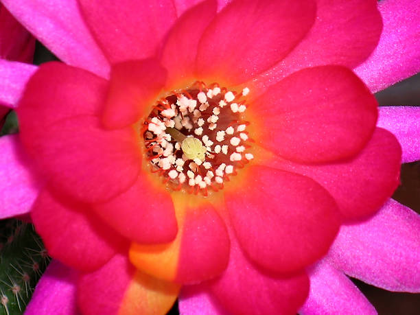 bela flor echinocereus cato - single flower flower cactus hedgehog cactus imagens e fotografias de stock