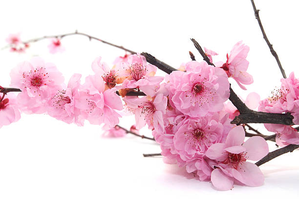 istock Plum Flowers or Cherry Blossom 487092688