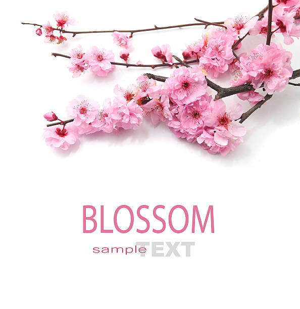Plum Flowers or Cherry Blossom Plum Flowers isolated on white with copy space - best for Chinese New Year use blossom flower plum white stock pictures, royalty-free photos & images