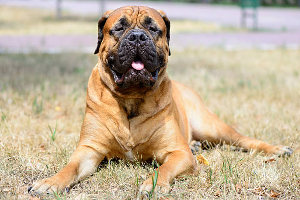 istock pet large red dog bullmastiff 487092954