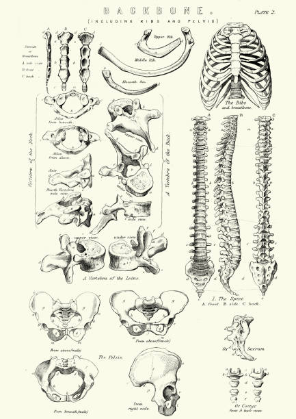 Human Anatomy - Backbone including Ribs and Pelvis Vintage engraving of the human Backbone including Ribs and Pelvis. 19th Century vintage medical diagrams stock illustrations
