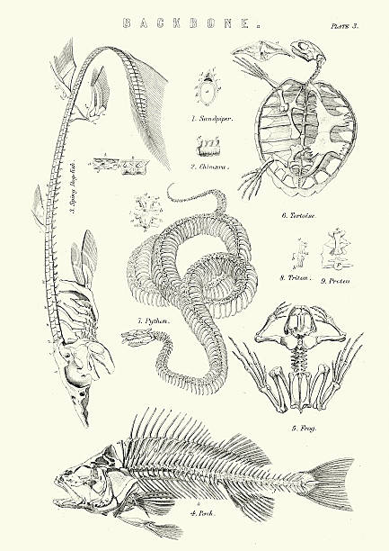 ilustrações, clipart, desenhos animados e ícones de animal backbones do século xix - anfíbio