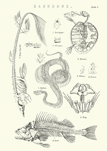 Vintage engraving of the Backbones of a Dog Fish, Perch, Tortise, Python and Frog. 19th Century