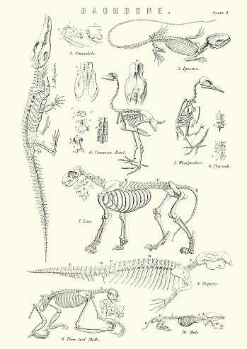 Vintage engraving of the Backbones of a crocodile, common fowl, Iguana, Woodpecker, Lion, Dugong, Three toed sloth and a mole. 19th Century