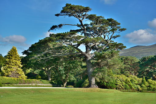 Muckross House, Gardens & Traditional Farms, 
