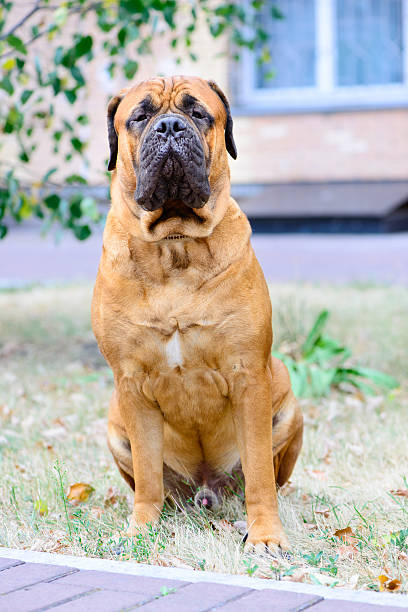 istock pet large red dog bullmastiff 487097144
