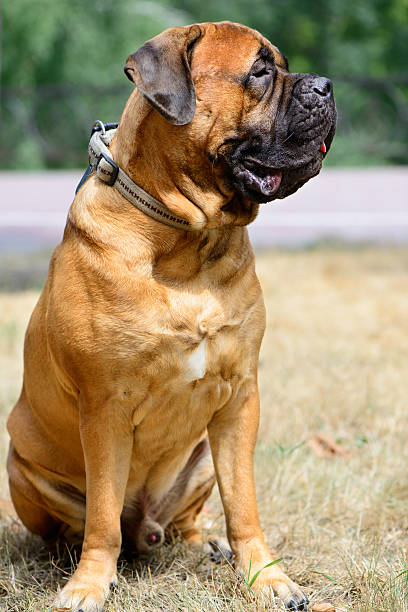 istock pet large red dog bullmastiff 487097228