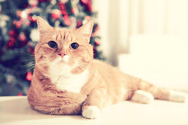istock ginger British Shorthair cat in the Christmas interior 487097232
