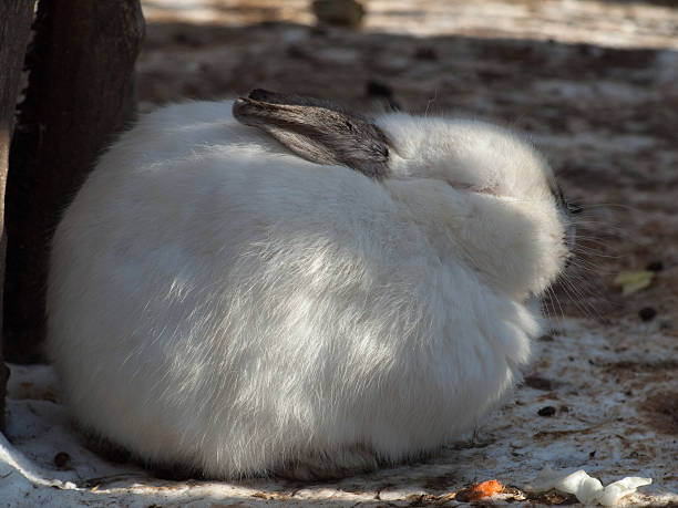 coelho branco dormir no chão - pygmean imagens e fotografias de stock