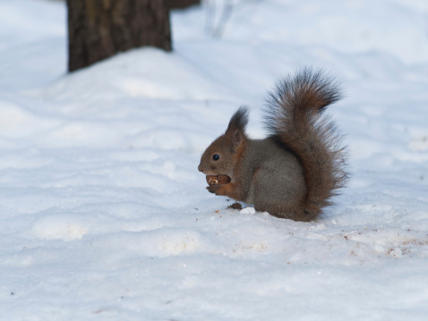 Squirrel eating a nut on a snow background