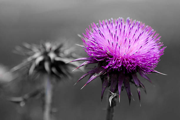 istock Milk thistle, Cynara cardunculus 487098013
