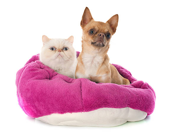 istock exotic shorthair cat and chihuahua 487098077