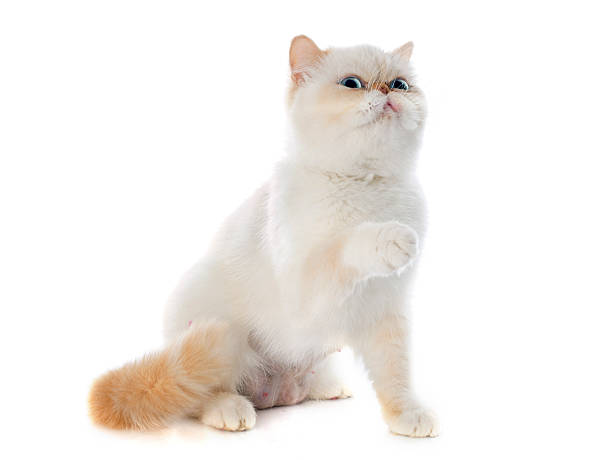 exotic shorthair cat exotic shorthair cat in front of white background shorthair cat stock pictures, royalty-free photos & images