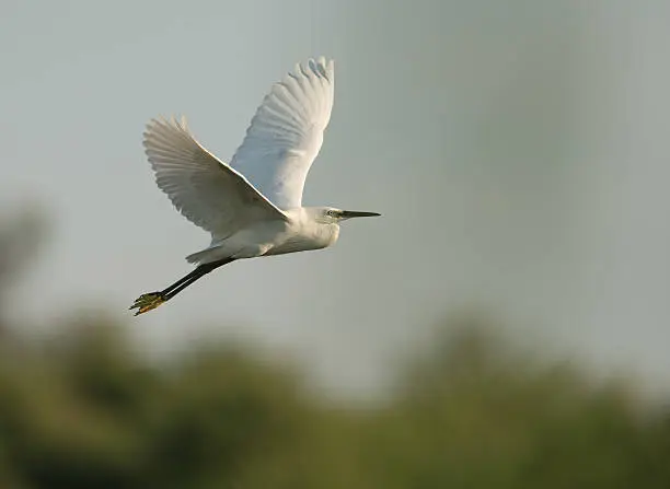 Photo of Little Egret (Egretta garzetta) in flight