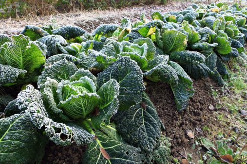 Savoy cabbage covered with frost. Organic winter garden near Milan, Italy.