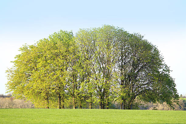 Photo showing a small group of roughly 20 mature horse chestnut trees in a field, with the trees on the edges reaching out for the light.  Horse chestnuts are often known as 'conker trees', while the latin name is 'aesculus hippocastanum'.