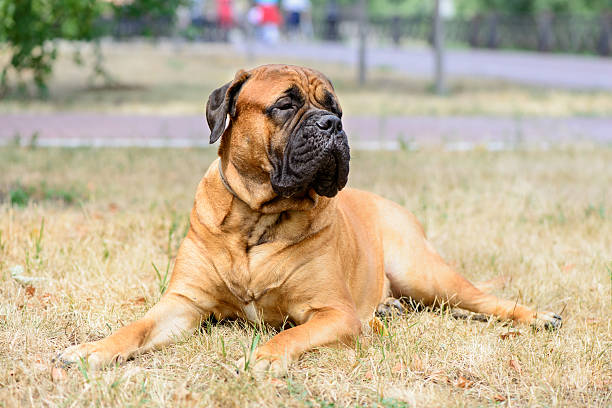 istock pet large red dog bullmastiff 487099420