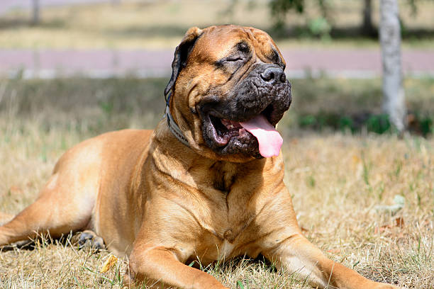 istock pet large red dog bullmastiff 487099466