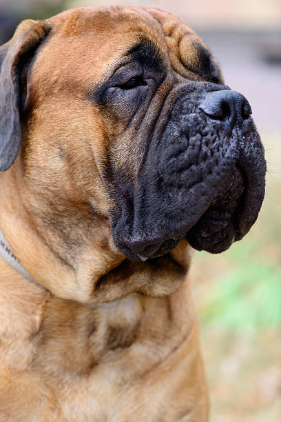 istock portrait dog bullmastiff 487099494