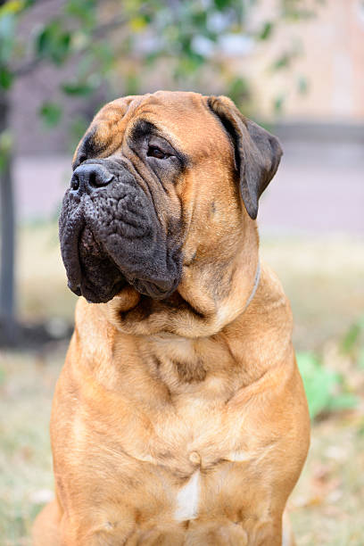 istock portrait dog bullmastiff 487099498