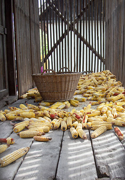 Old corn dryer stock photo