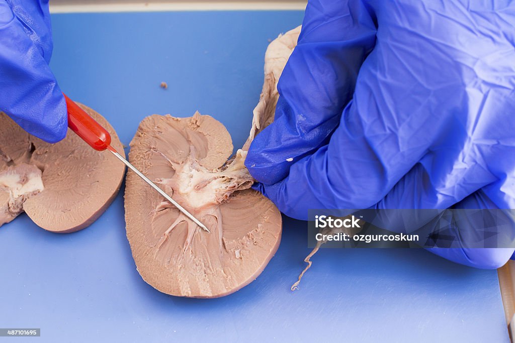 Student Studium die so prägnant analysiert Schaf kidney - Lizenzfrei Anatomie Stock-Foto