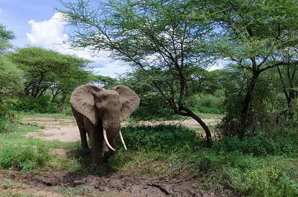 adult elephant approaching the mud in order to cool himself - stock photo