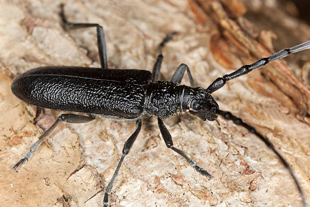 istock Capricorn beetle, Cerambyx scopolii on wood 487102079