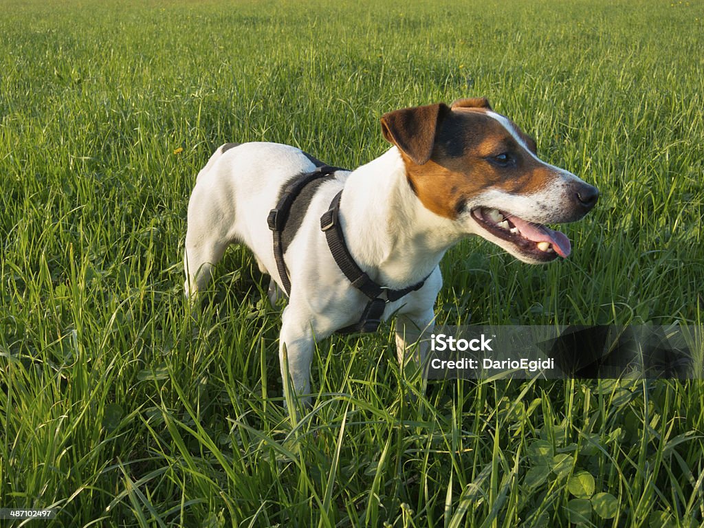 Jack Russell Terrier cane - Foto stock royalty-free di Ambientazione esterna