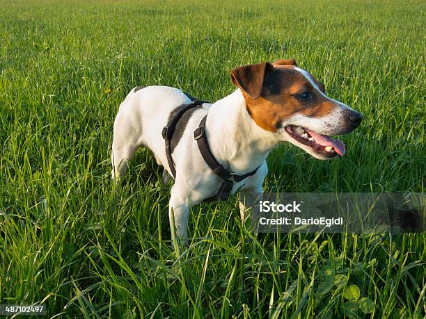 Jack Russell Terrier Cane - Fotografie stock e altre immagini di Ambientazione esterna - Ambientazione esterna, Cane, Cane di razza