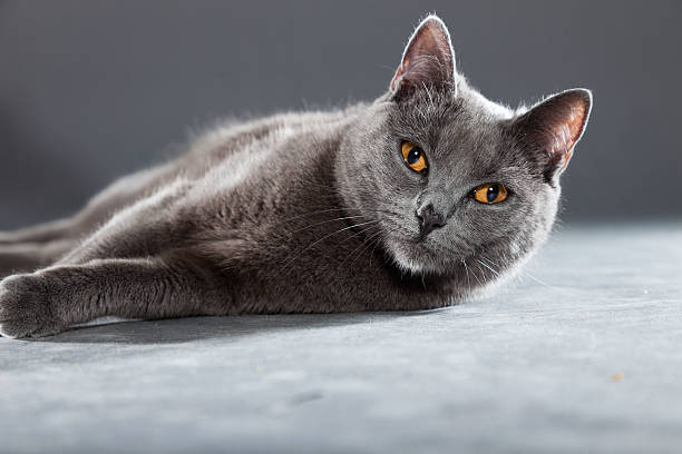 grey chartreux cat with yellow orange eyes. - 傳教士藍貓 個照片及圖片檔