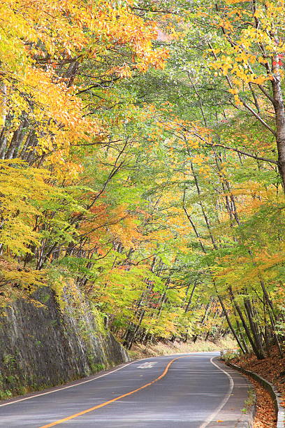 istock Colorfull autumn tree in nikko japan 487103013
