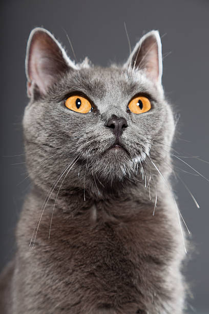 istock Grey Chartreux cat with yellow orange eyes. 487103089