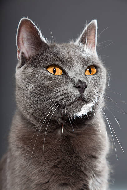 istock Grey Chartreux cat with yellow orange eyes. 487103091