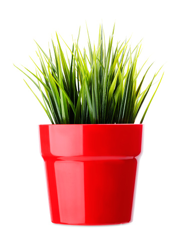 Grass in a pot on a white background