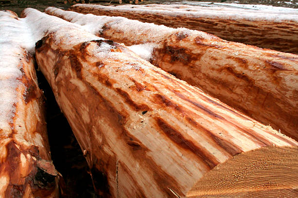 istock Logs felled trees in the forest 487103216