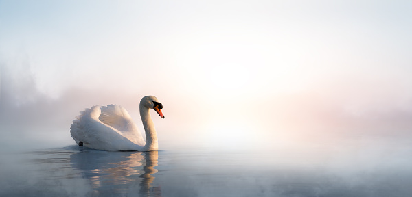 Swan floating on the water at sunrise of the day