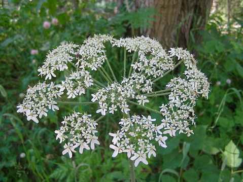 White Ligusticum scoticum aka Scots lovage or Scottish licorice root flowers