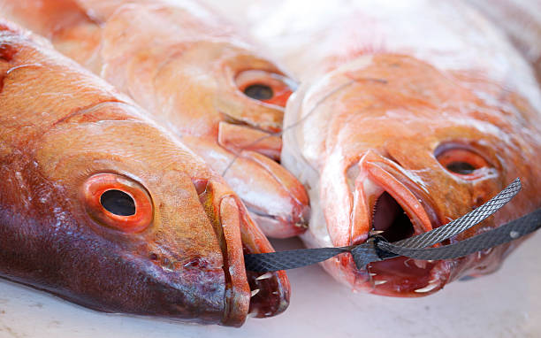 Red Snappers on a fish market in Kalk Bay Red Snappers for sale on a fish market in Kalk Bay, a quaint fishing harbour town in South Africa  animal lips photos stock pictures, royalty-free photos & images