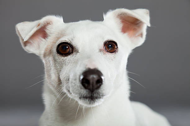 istock Cute and funny white jack russell dog on grey background. 487103993