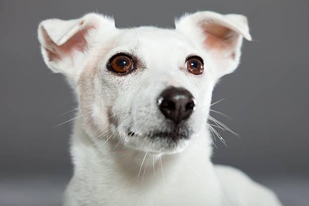 istock Cute and funny white jack russell dog on grey background. 487103999