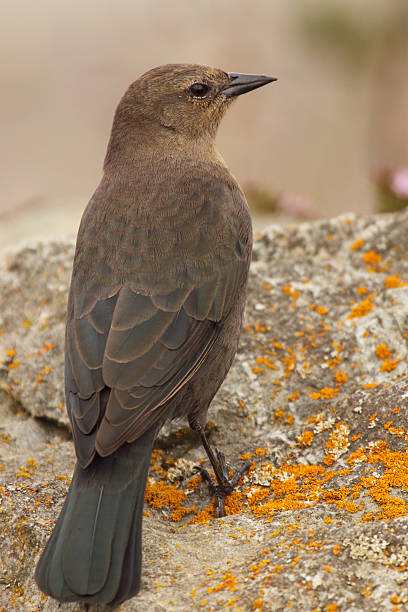 Euphagus cyanocephalus - fotografia de stock