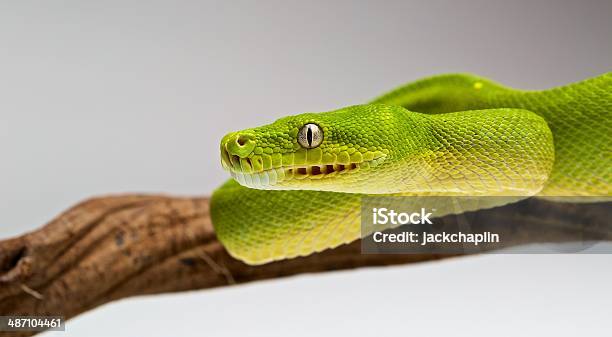 Green Tree Python Stock Photo - Download Image Now - Green Tree Python, Animal, Animal Body Part