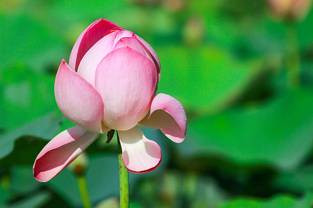 istock beautiful pink lotus flower on water background 487104575