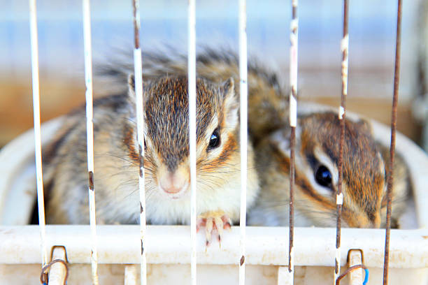 istock squirrel in the cage for sale 487104777