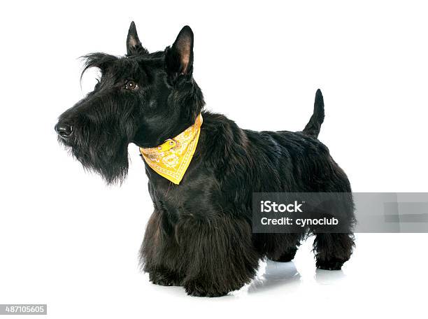 Scottish Terrier Stock Photo - Download Image Now - Bandana, Scottish Terrier, Collar